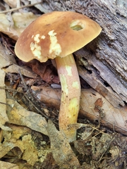Hemileccinum rubropunctum