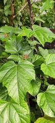 Clerodendrum paniculatum