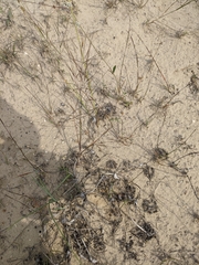 Aristida tuberculosa