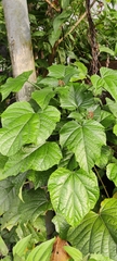 Clerodendrum paniculatum