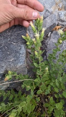 Brickellia greenei