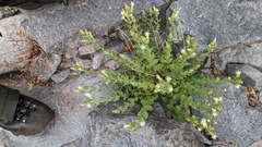 Brickellia greenei