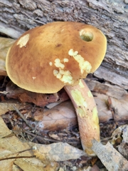 Hemileccinum rubropunctum