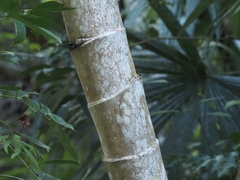 Ptychosperma macarthurii