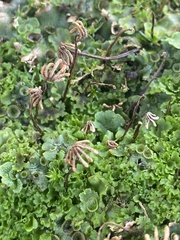 Marchantia polymorpha ruderalis