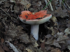 Russula emetica
