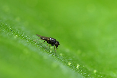 Phorinae