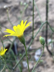 Chrysopsidinae