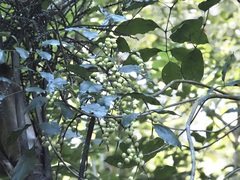 Ptychosperma macarthurii