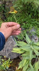 Rudbeckia glaucescens