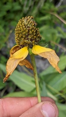 Rudbeckia glaucescens