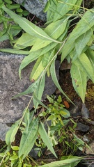 Rudbeckia glaucescens