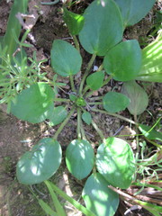 Pelargonium chelidonium