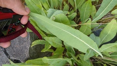 Rudbeckia glaucescens