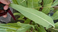 Rudbeckia glaucescens