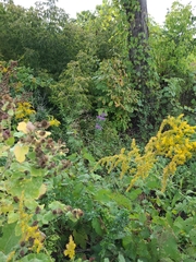 Symphyotrichum novae-angliae