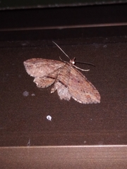 Chloroclystis filata