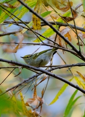Phylloscopus proregulus