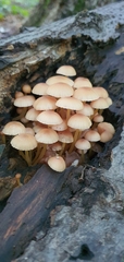 Mycena renati
