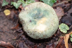 Russula virescens