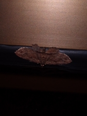 Chloroclystis filata