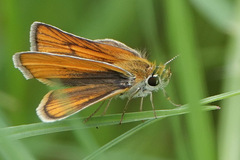 Copaeodes minima