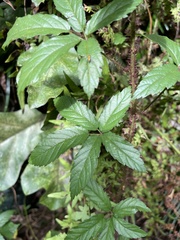 Rubus trivialis