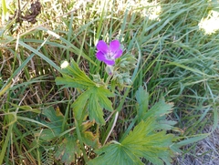 Geranium sylvaticum