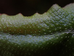 Conocephalum conicum