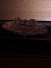 Chloroclystis filata