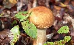 Boletus reticulatus