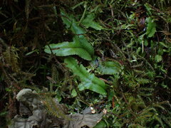 Conocephalum conicum