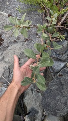 Salix delnortensis