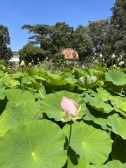 Nelumbo nucifera