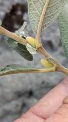 Salix delnortensis
