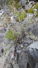Salix delnortensis