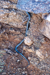 Diadophis punctatus regalis