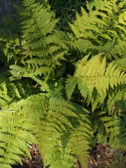 Dennstaedtia punctilobula