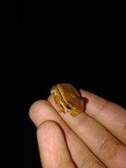 Hyperolius horstockii