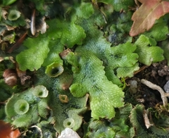 Marchantia polymorpha ruderalis