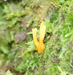 Calocera viscosa