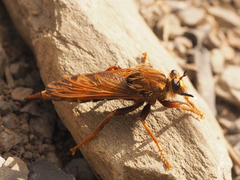 Asilus crabroniformis