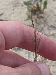 Aristida basiramea