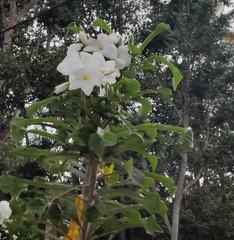 Plumeria pudica