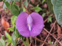 Centrosema brasilianum