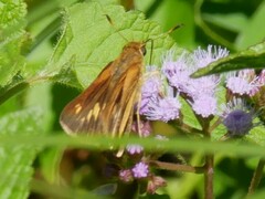 Poanes viator