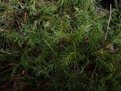 Kindbergia praelonga
