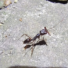 Odontomachus
