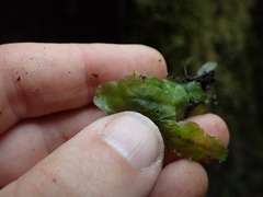 Pellia neesiana
