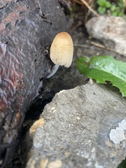 Coprinellus